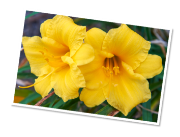 flowers photo